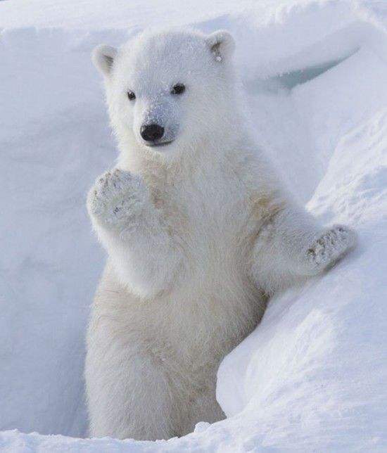 Polar Bear