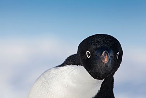 Adélie penguin