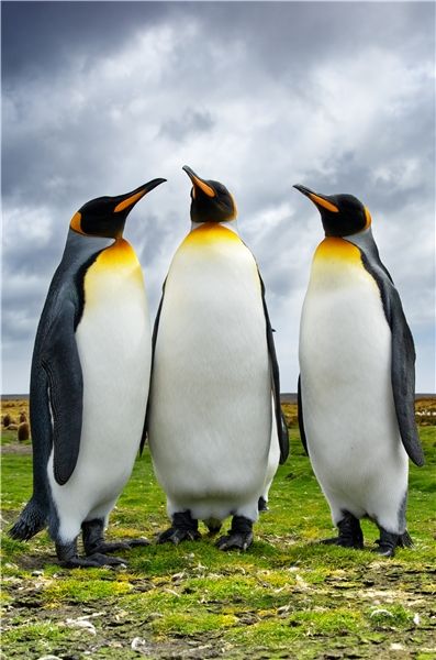 Emperor Penguin