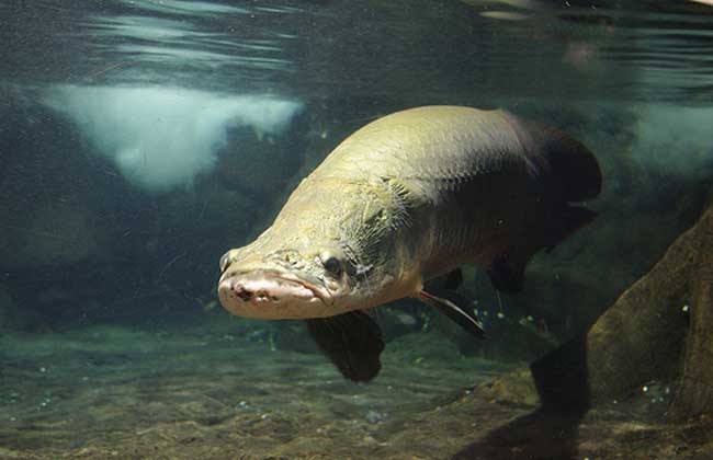 Arapaima gigas