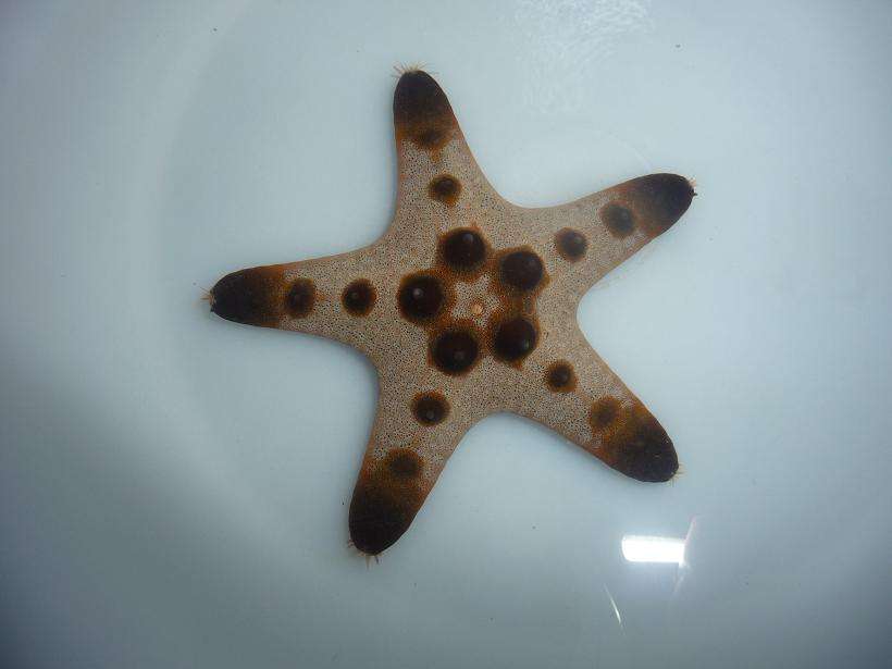 Tumor starfish