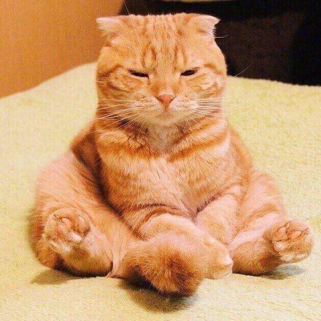 Orange cat