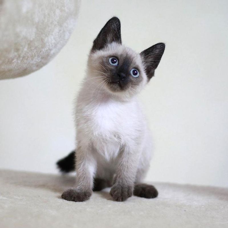 Siamese cat