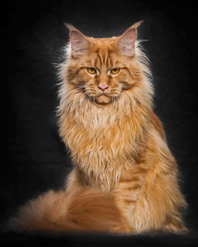 Maine Coon