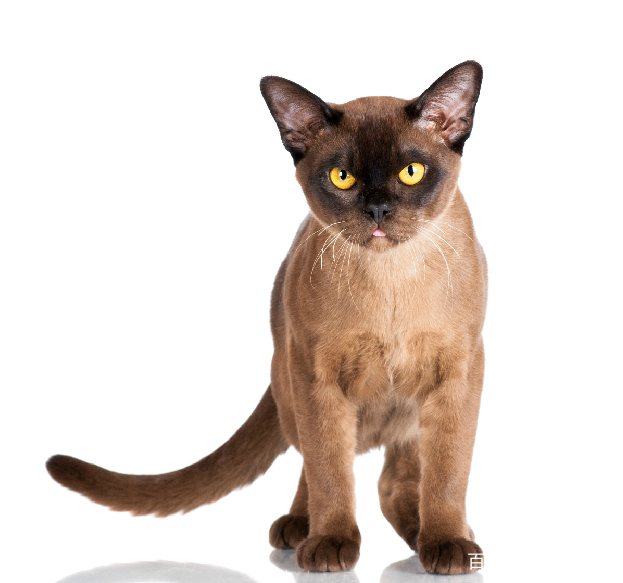 Burmese cats