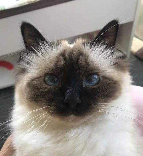 Birman