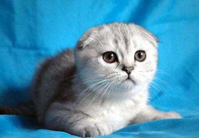 Scottish Fold