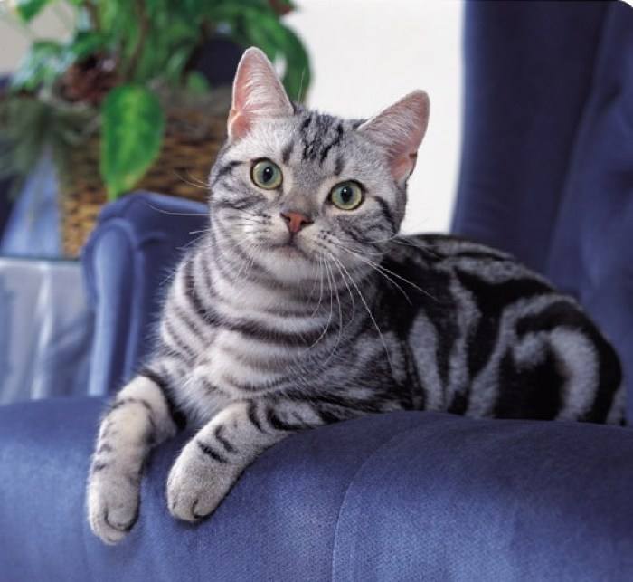 American Shorthair