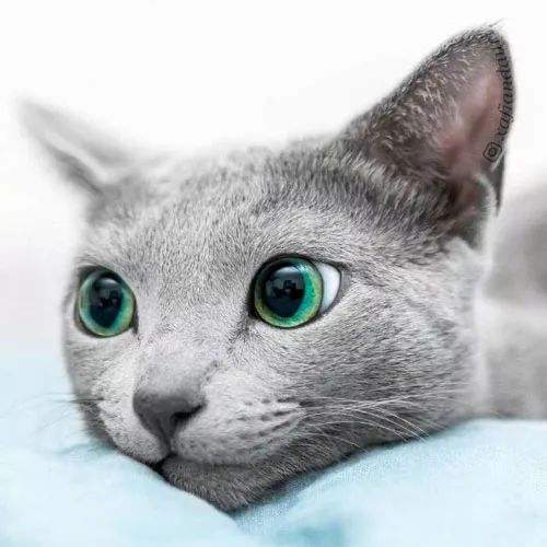 Russian Blue