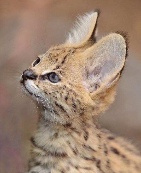 Leptailurus serval