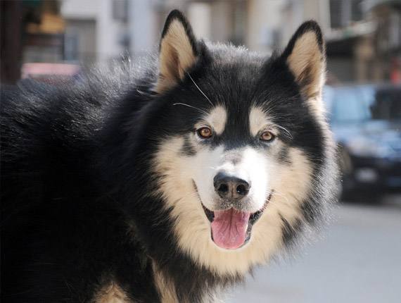 阿拉斯加雪橇犬