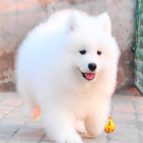 Samoyed