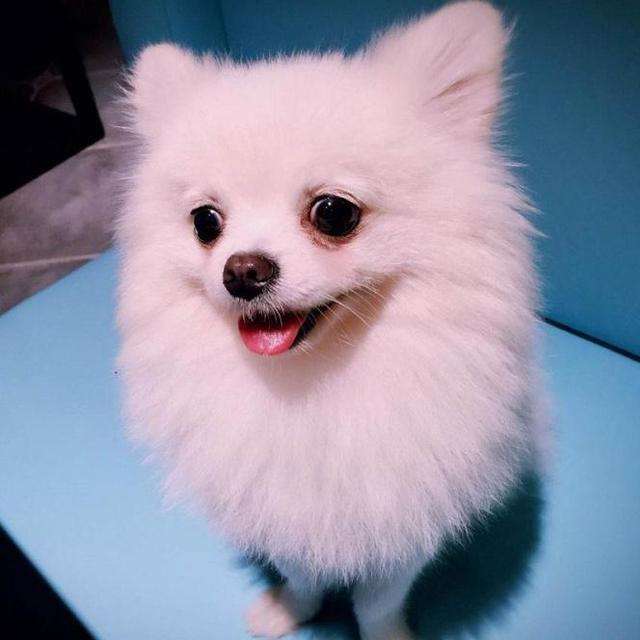 Pomeranian