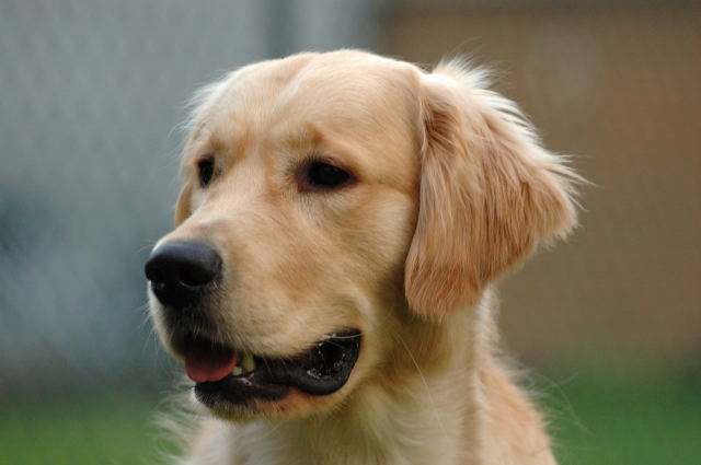 Golden Retriever