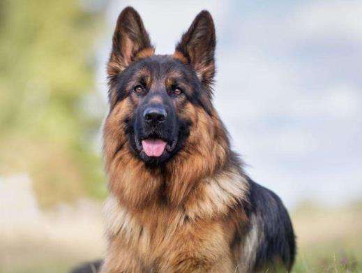 German Shepherd