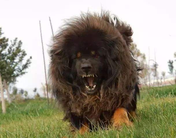 Tibetan Mastiff