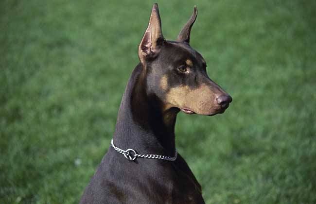 Doberman Pinscher