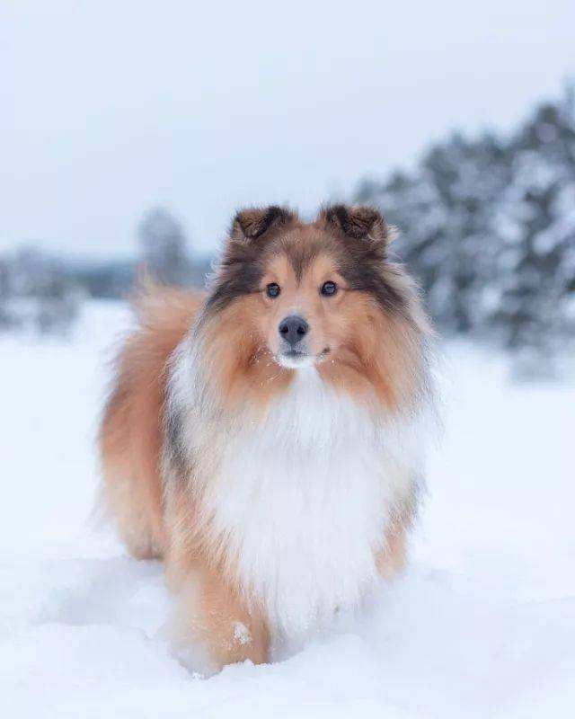 Sheltie