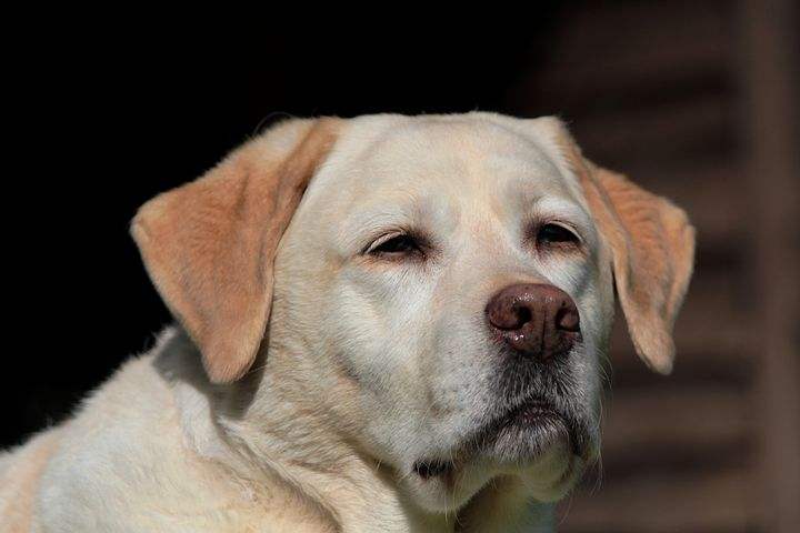 Labrador Retriever