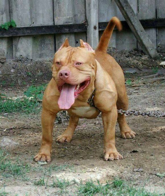 Pit Bull