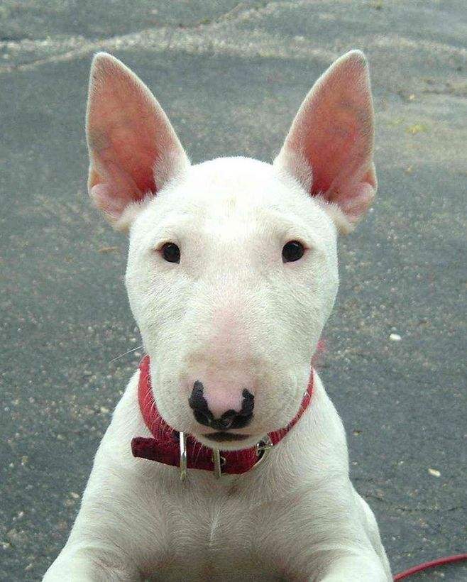 Bull Terrier