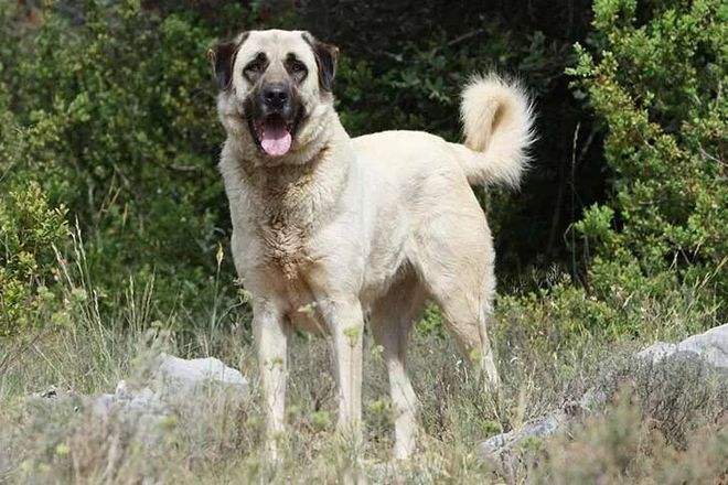 Kangal dog