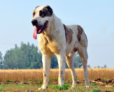 Centralasian Sheepdog