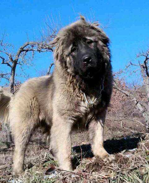 Caucasian Sheepdog