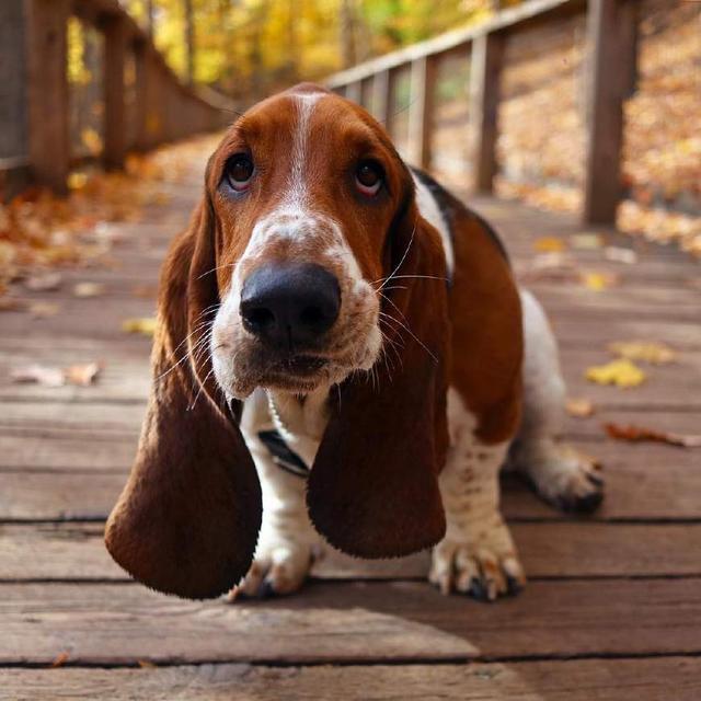 Basset hound