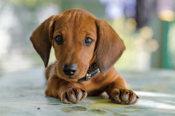 Canis lupus familiaris