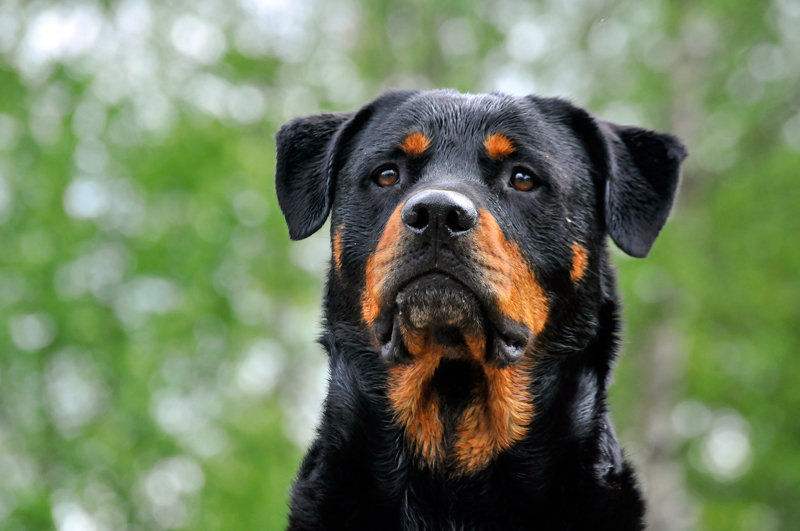 Rottweiler