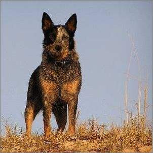 Australian Cattle Dog