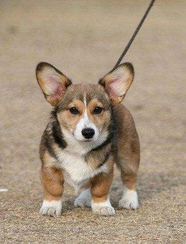 welsh corgi pembroke