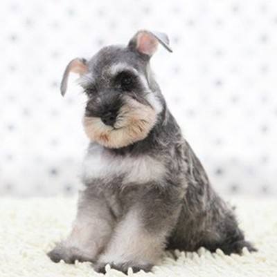 Miniature Schnauzer