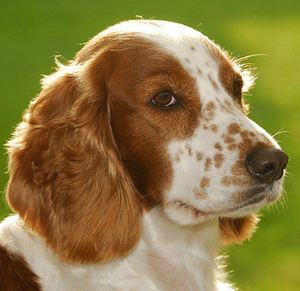 English Springer Spaniel