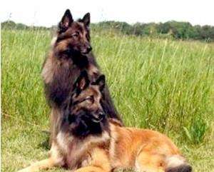 belgian tervueren