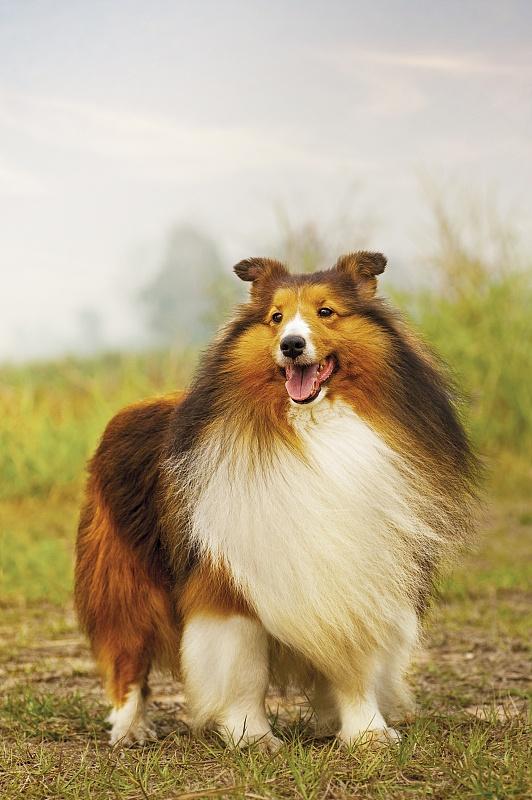 Rough Collie