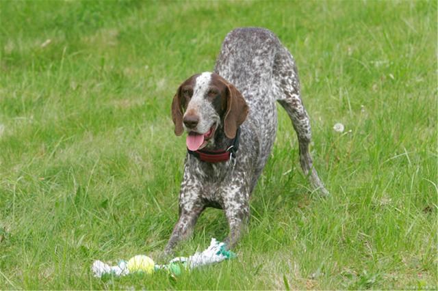 Canis lupus familiaris