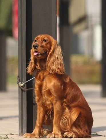 English Cocker Spaniel