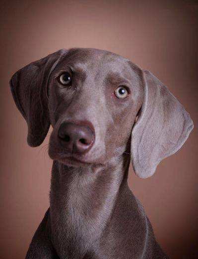 Weimaraner