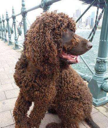 Irish Water Spaniel