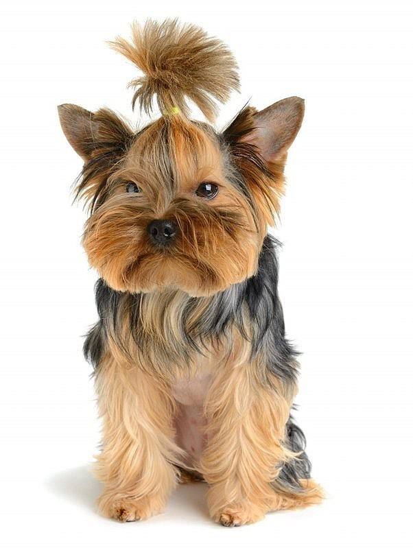 Yorkshire Terrier