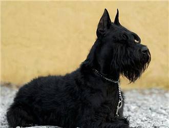 Giant Schnauzer