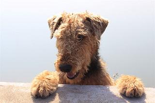 Airedale Terrier