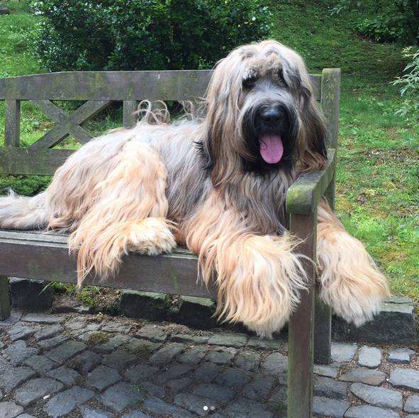 Briard