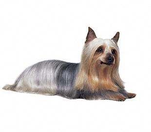 Australian Silky Terrier