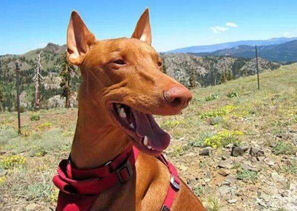 Pharaoh Hound