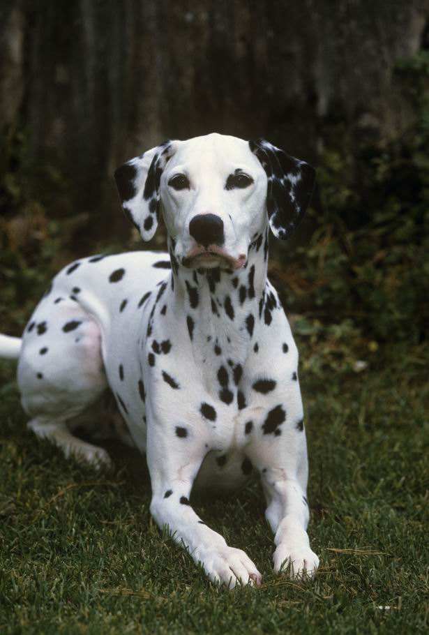 Dalmatian