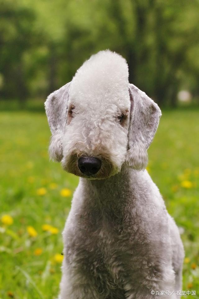 Bedlington Terriern