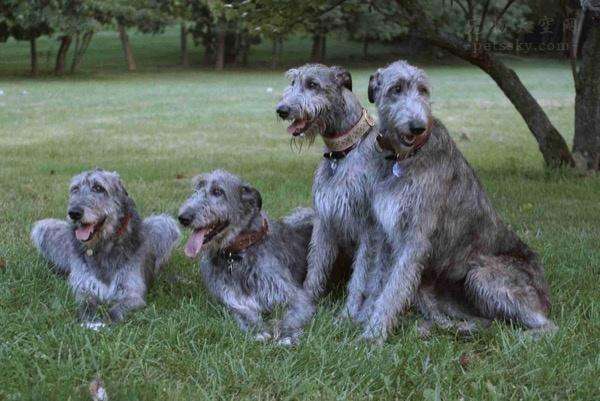 Irish Wolfhound